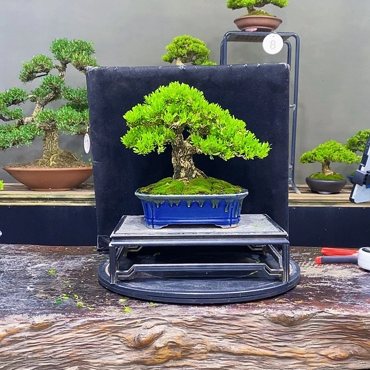 无花朵黄杨盆景四季常青