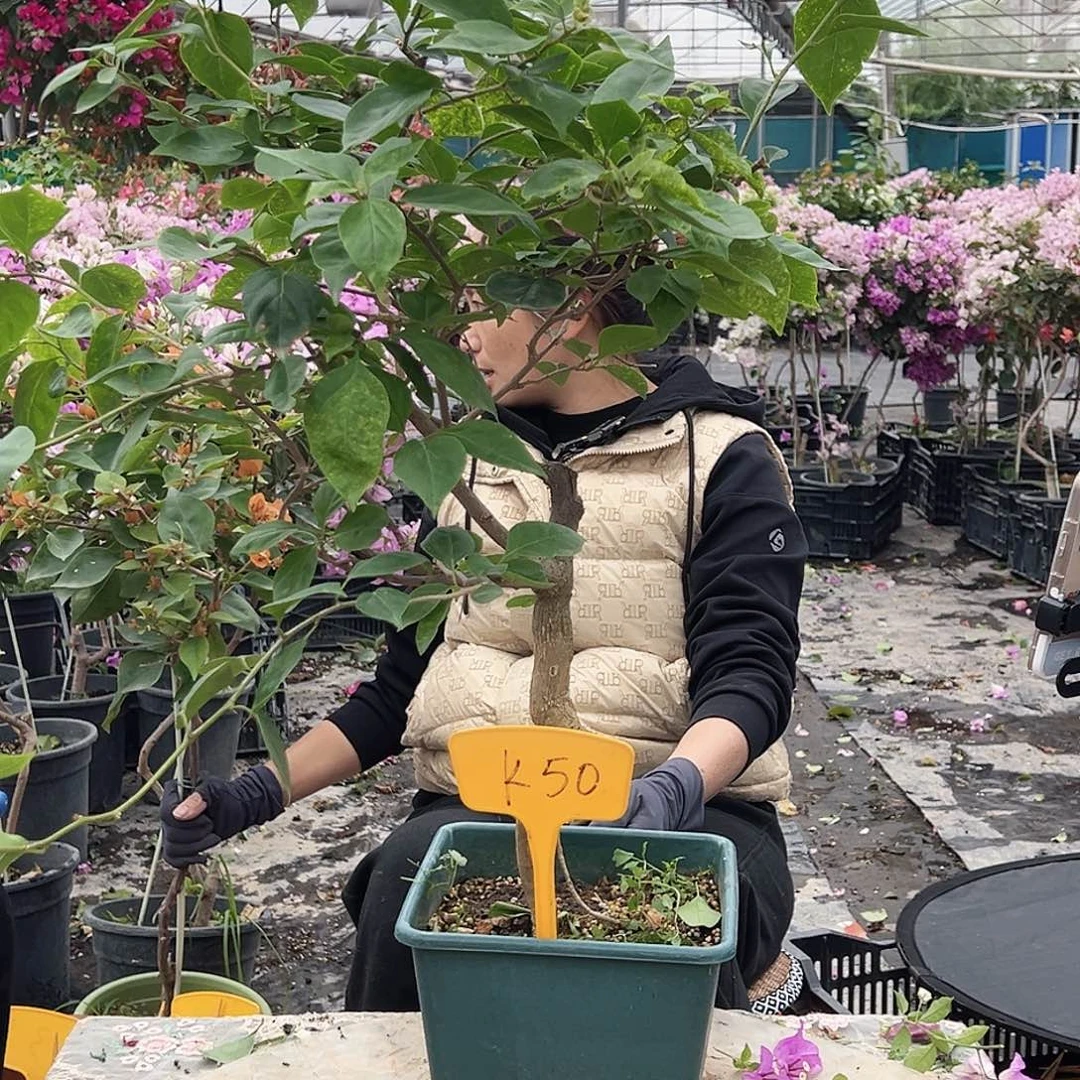 大部分花苞少量开放K50原生桩