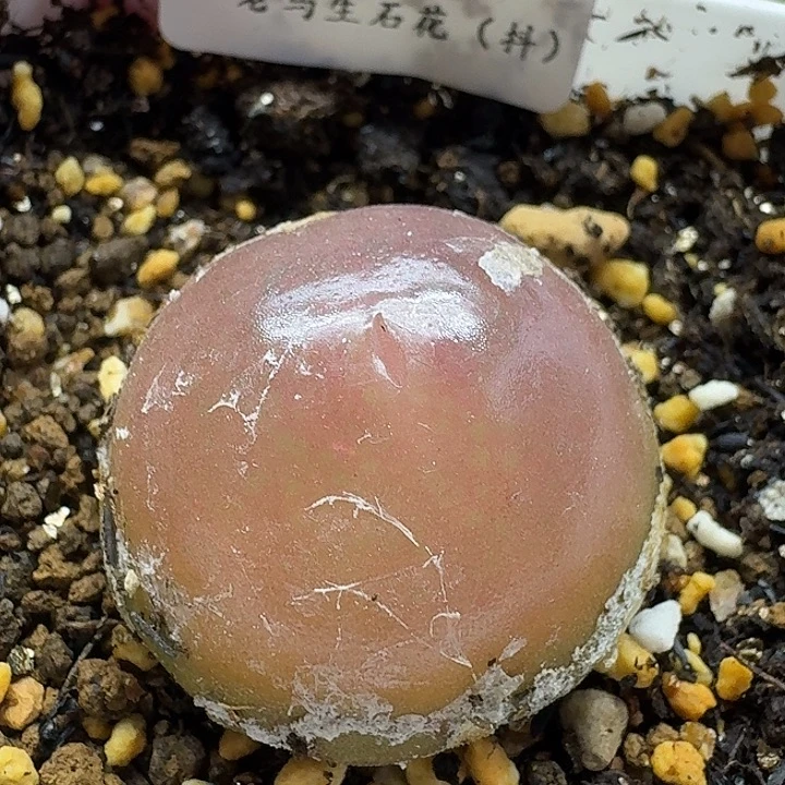 老马生石花3.2灯泡母本2440