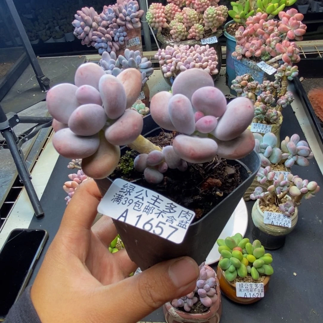 657彩虹奶多肉6c m