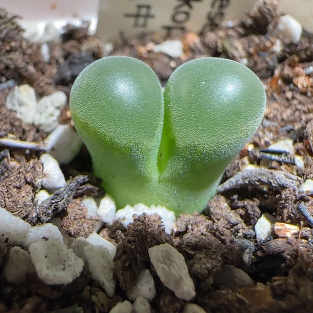 肉锥多肉植物组合-温莎城堡1441