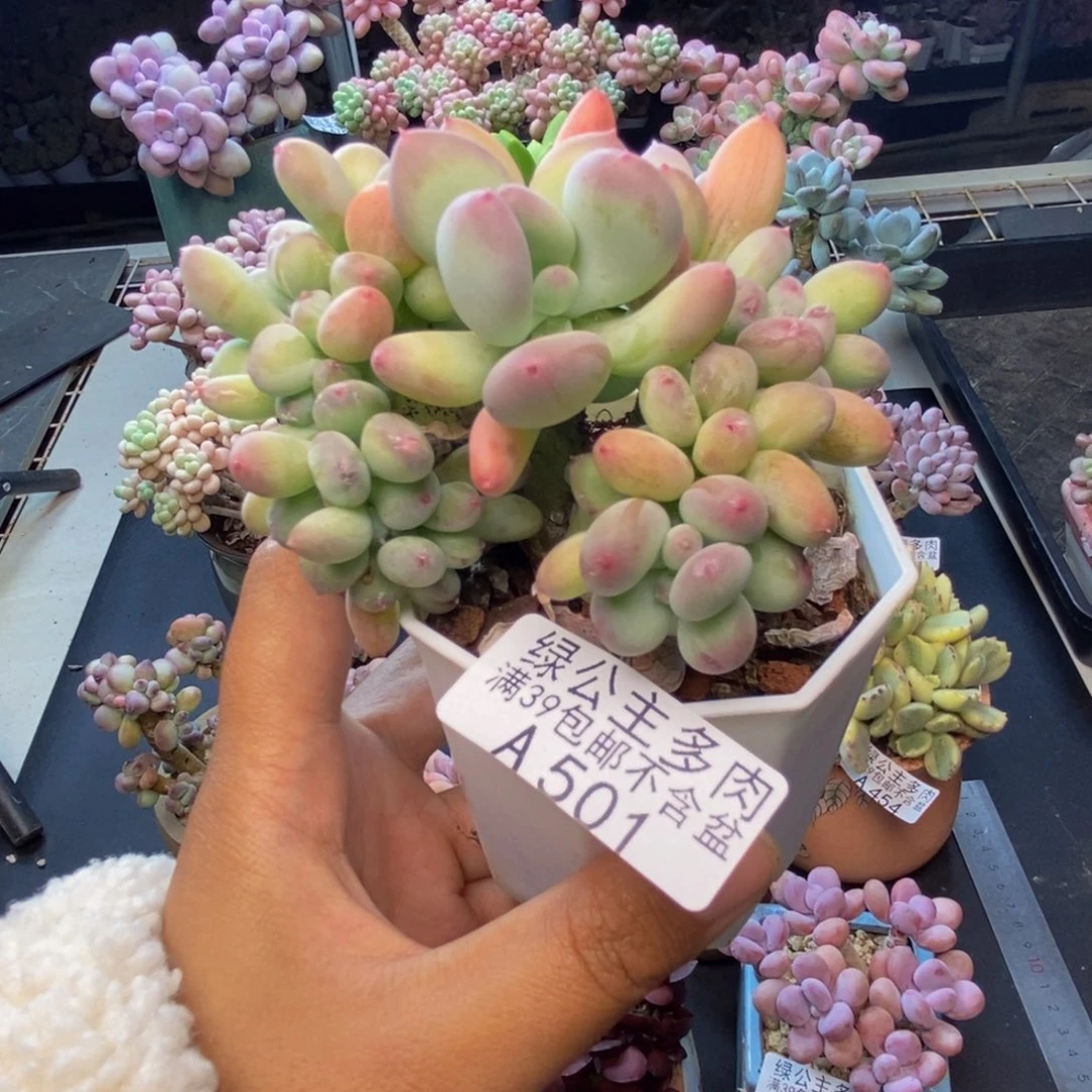 501苹果奶四代缀7c m