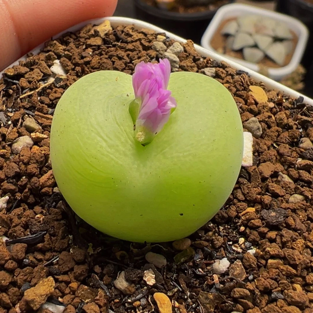 152多肉植物种类和