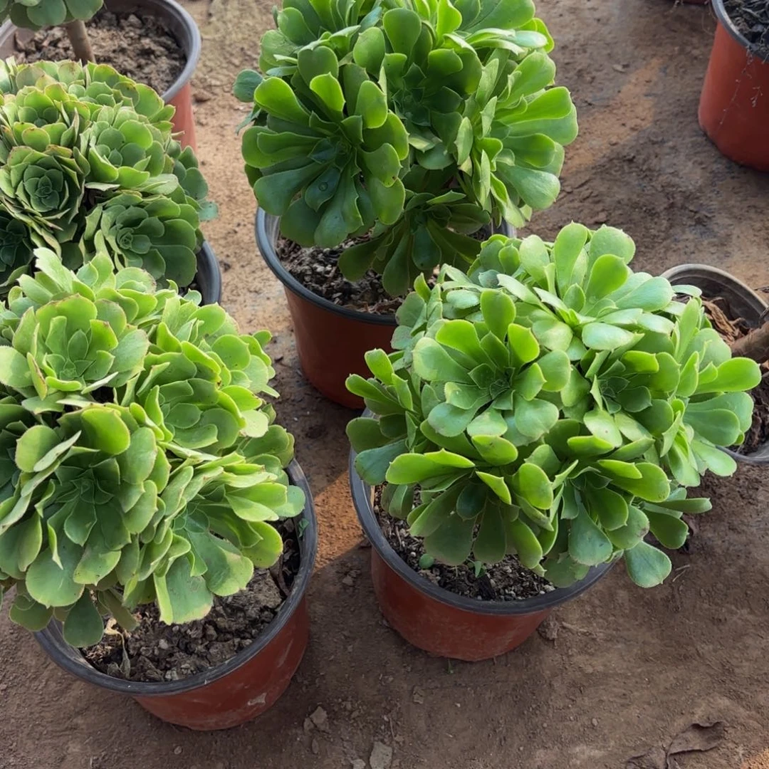 绿玫瑰绣球9.9多肉植物
