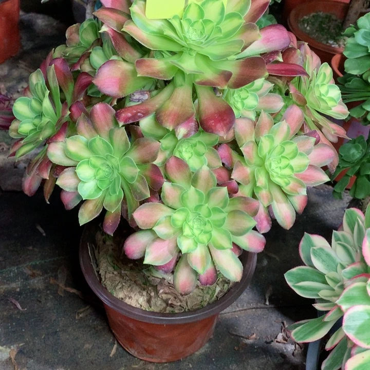 930韶华多肉111111