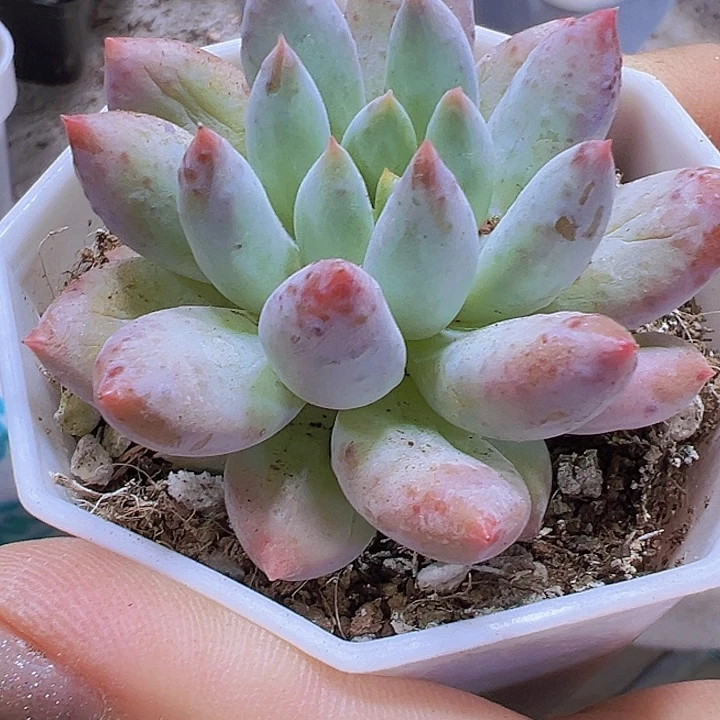 所罗门19包邮多肉植物