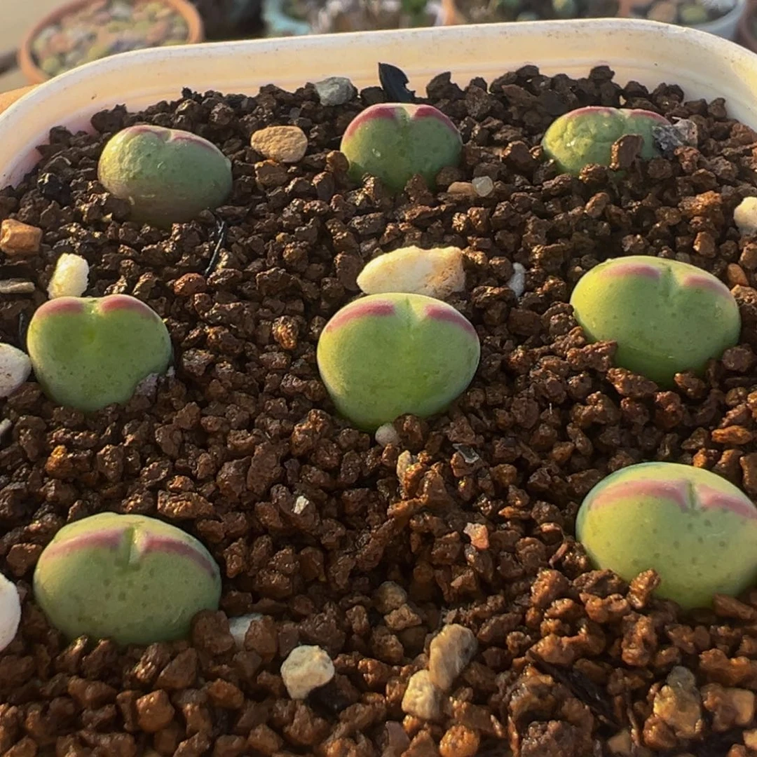 紫边将多肉带盆百科