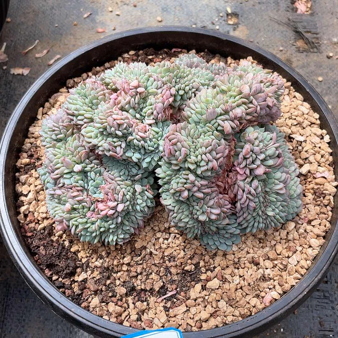 可***冰多肉植物多肉植物