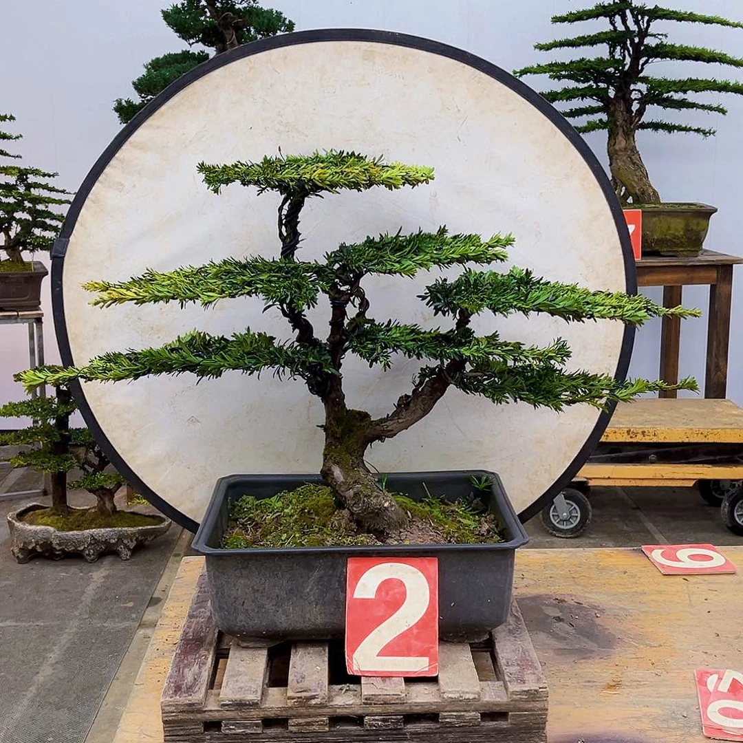 无花朵踏**河重庆大哥一物一拍