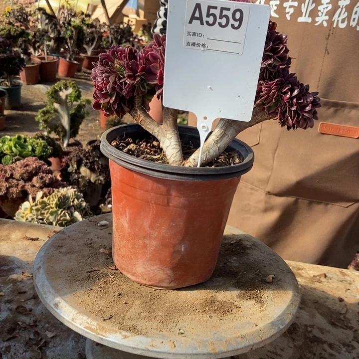 琼***A559美杜莎美肤坡地读书