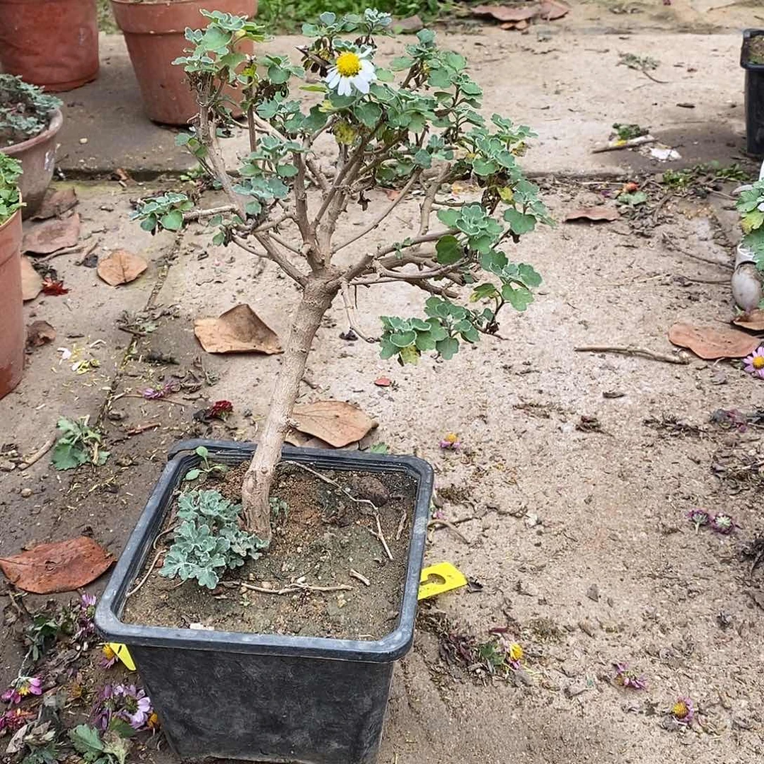 果***果完全开放菊花菊花