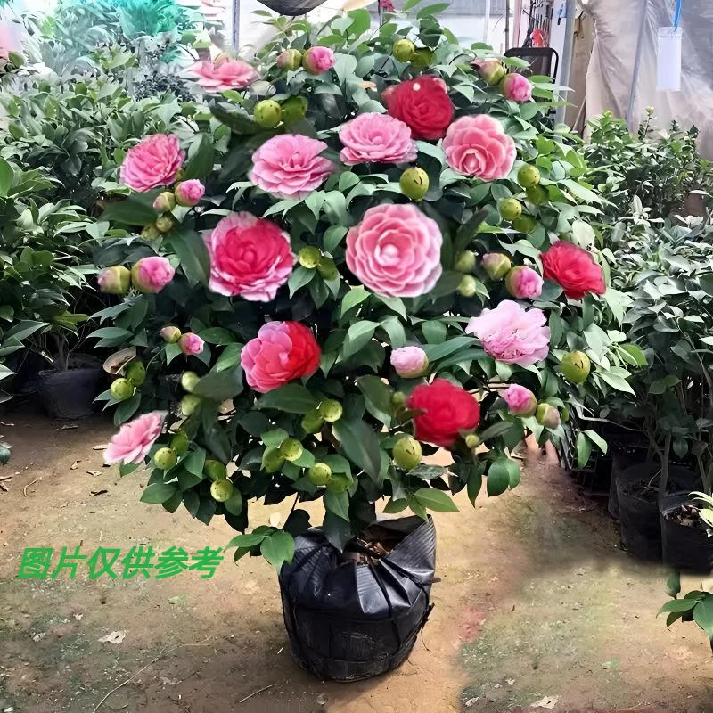 带花苞五色赤丹山茶花树苗60-70盆栽四季开花室内外绿植耐寒耐热