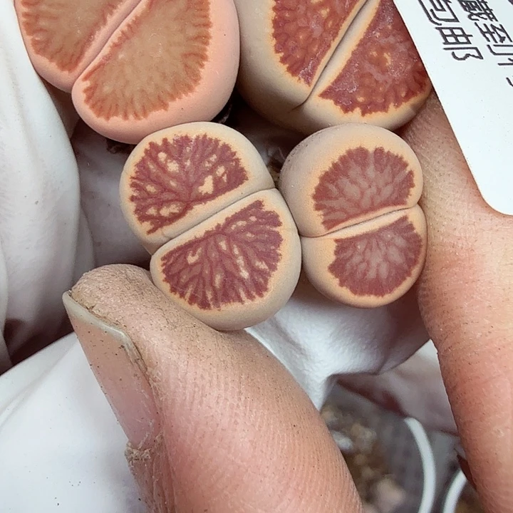 你要回来我再联系他们202哈哈