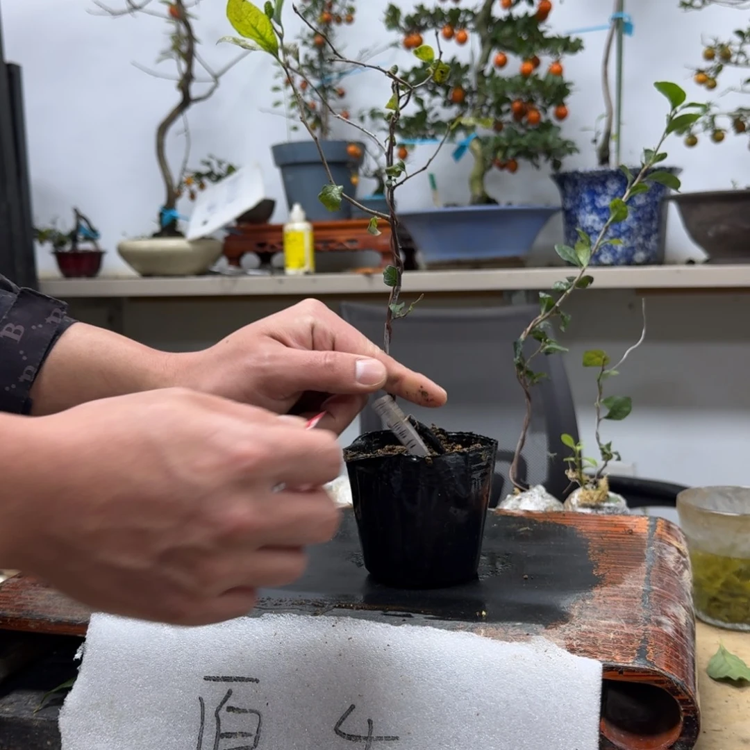 百***A无花朵744顺丰到付不包邮