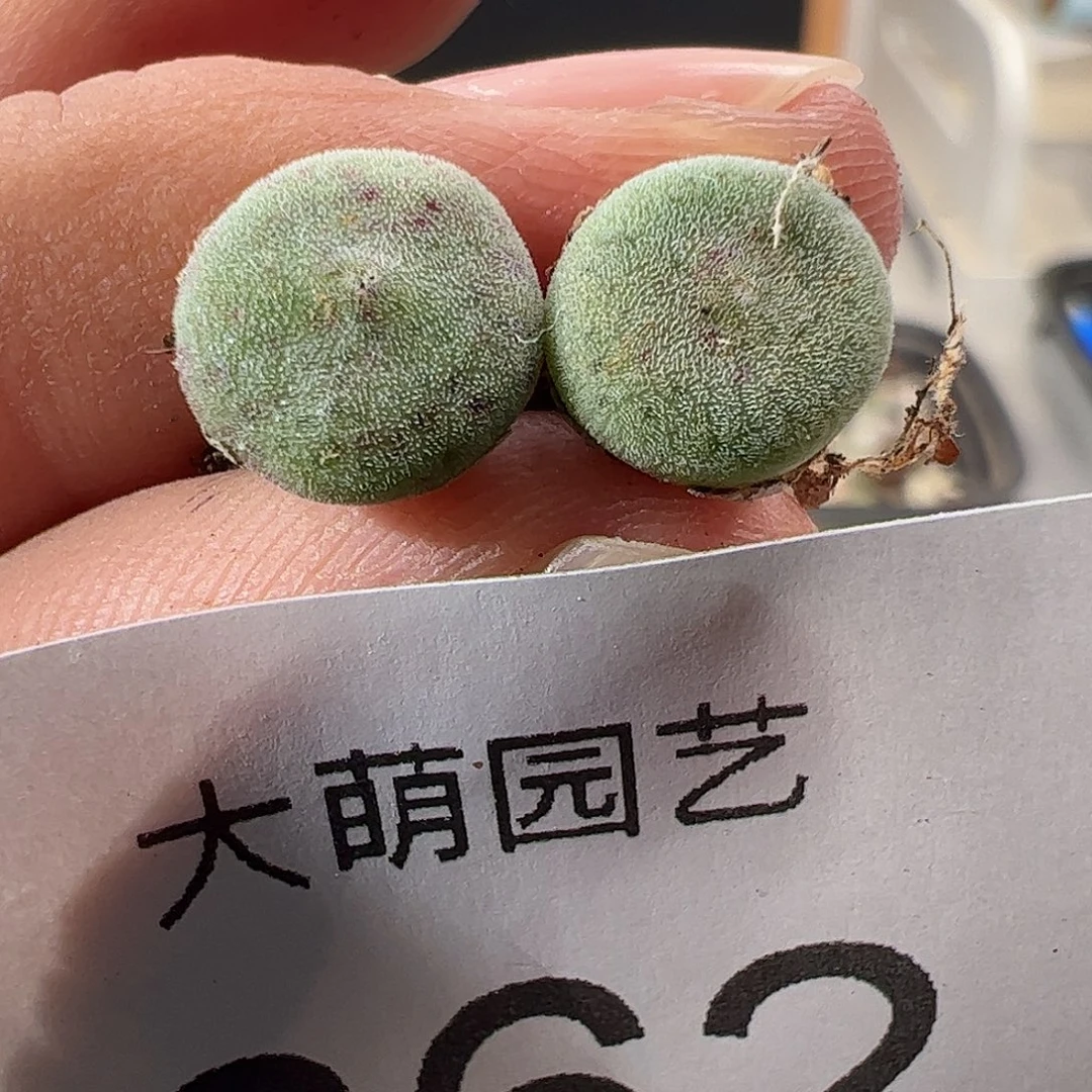 一物一拍脱土发。  862