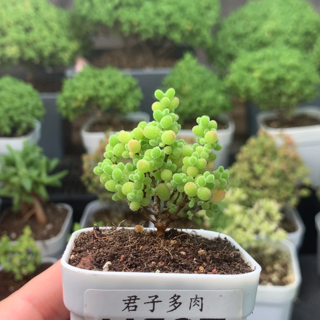 597蜜橘。