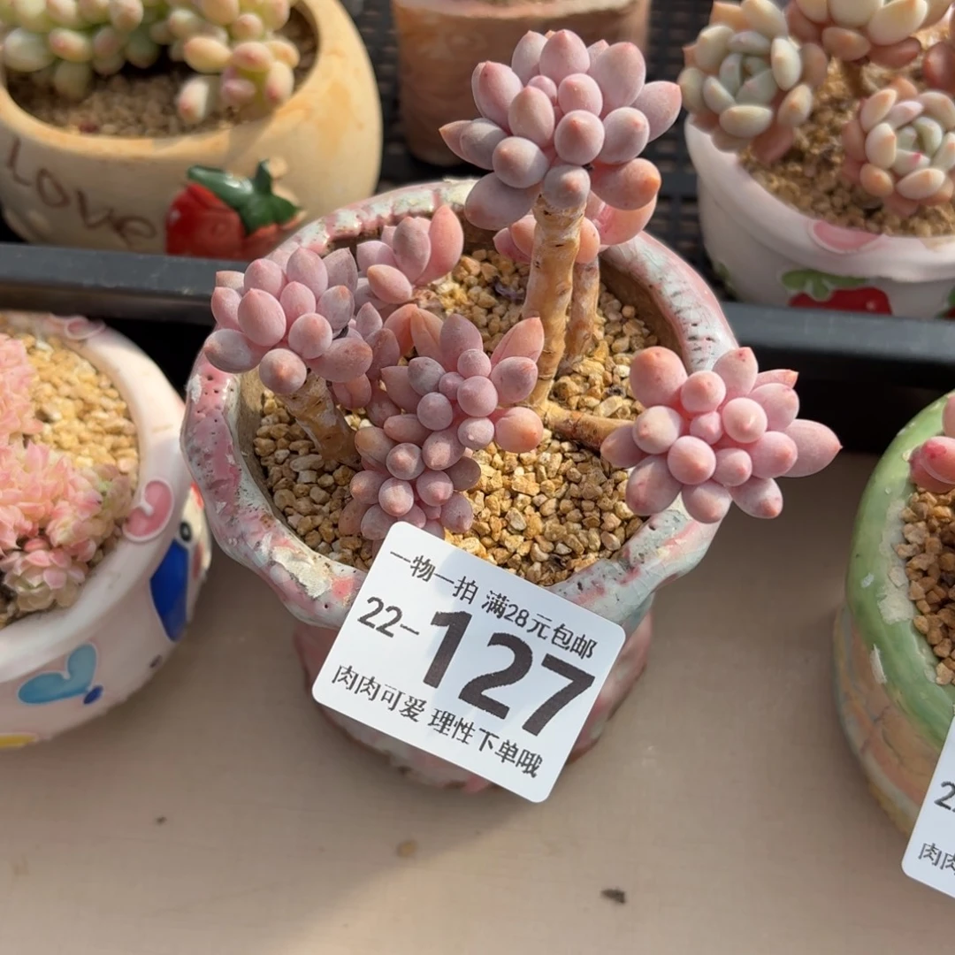 公***记婴儿手指无盆土发货