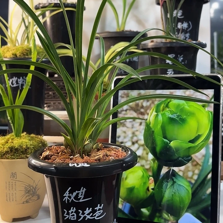 小***通完全开放秋之秋之秋之