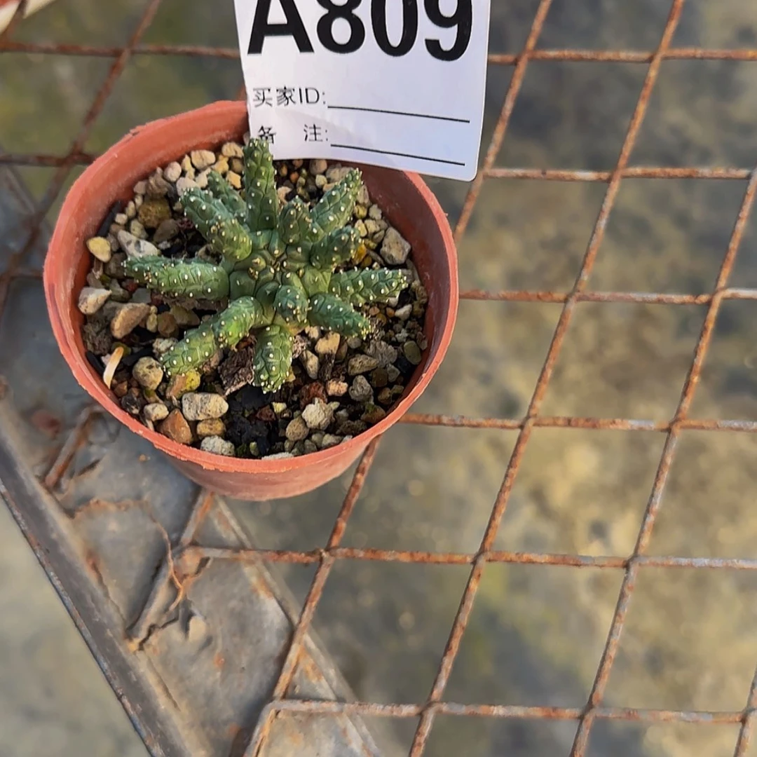 【闪购商品】哇****素块根植物