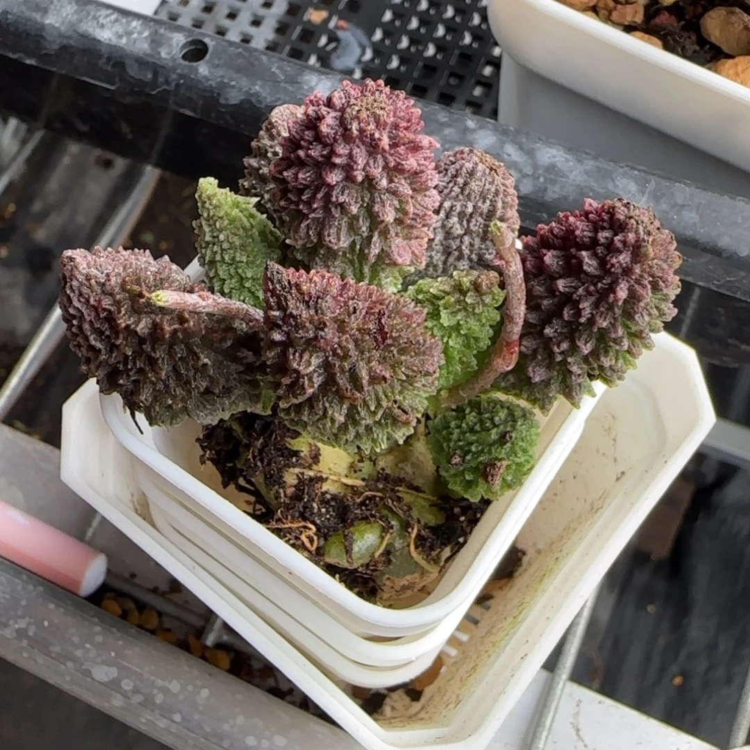 朱紫玉水泡多肉植物