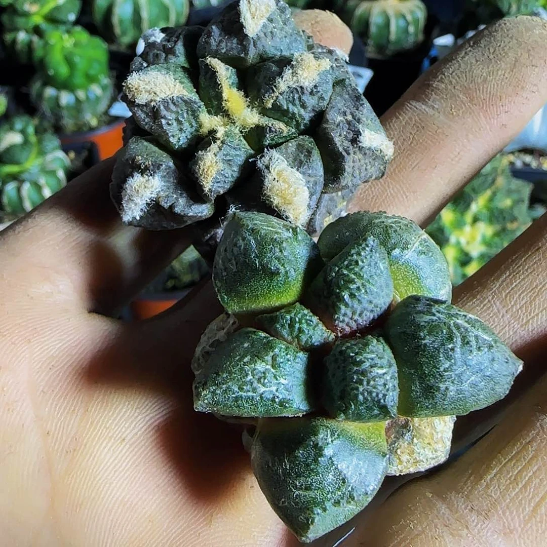 两个连山073仙人球