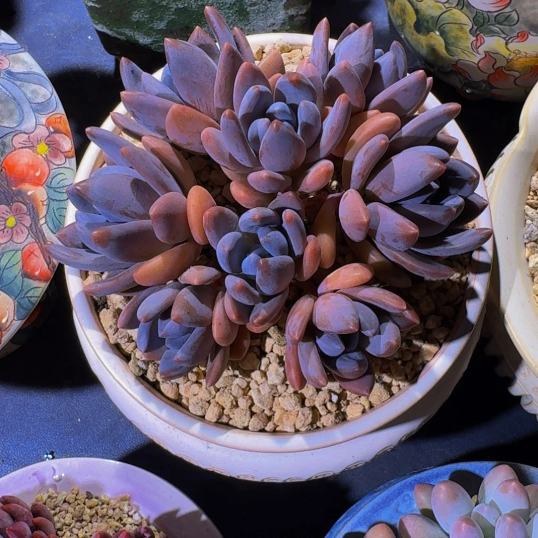 紫丽殿（黑加仑）一物一拍