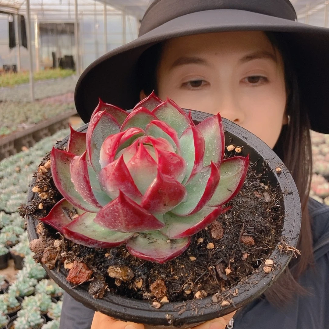惊鸿黑圆盆挑包的随机