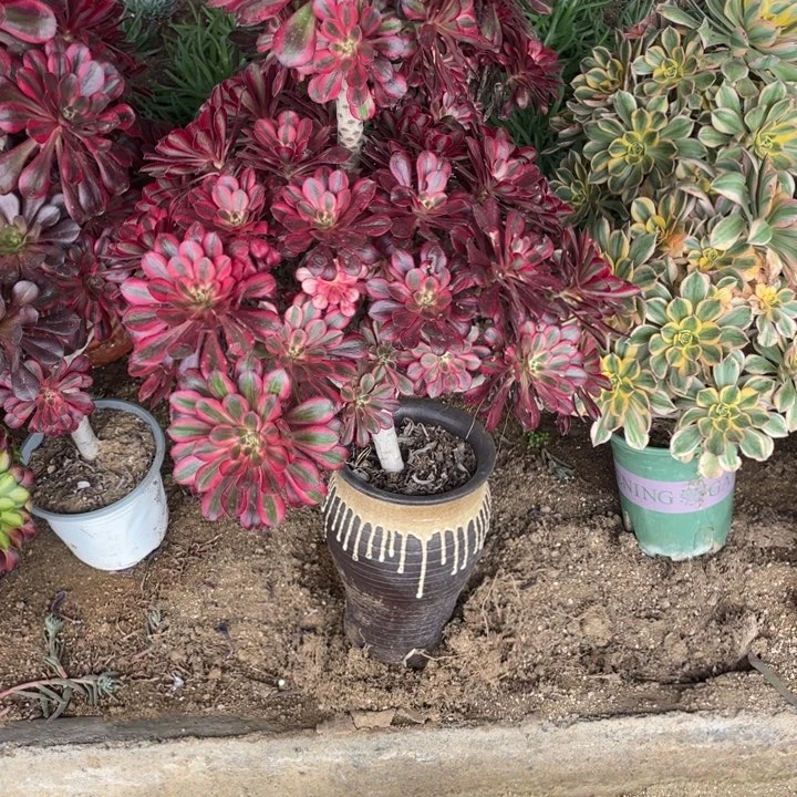 木****?961号丽娜多肉植物