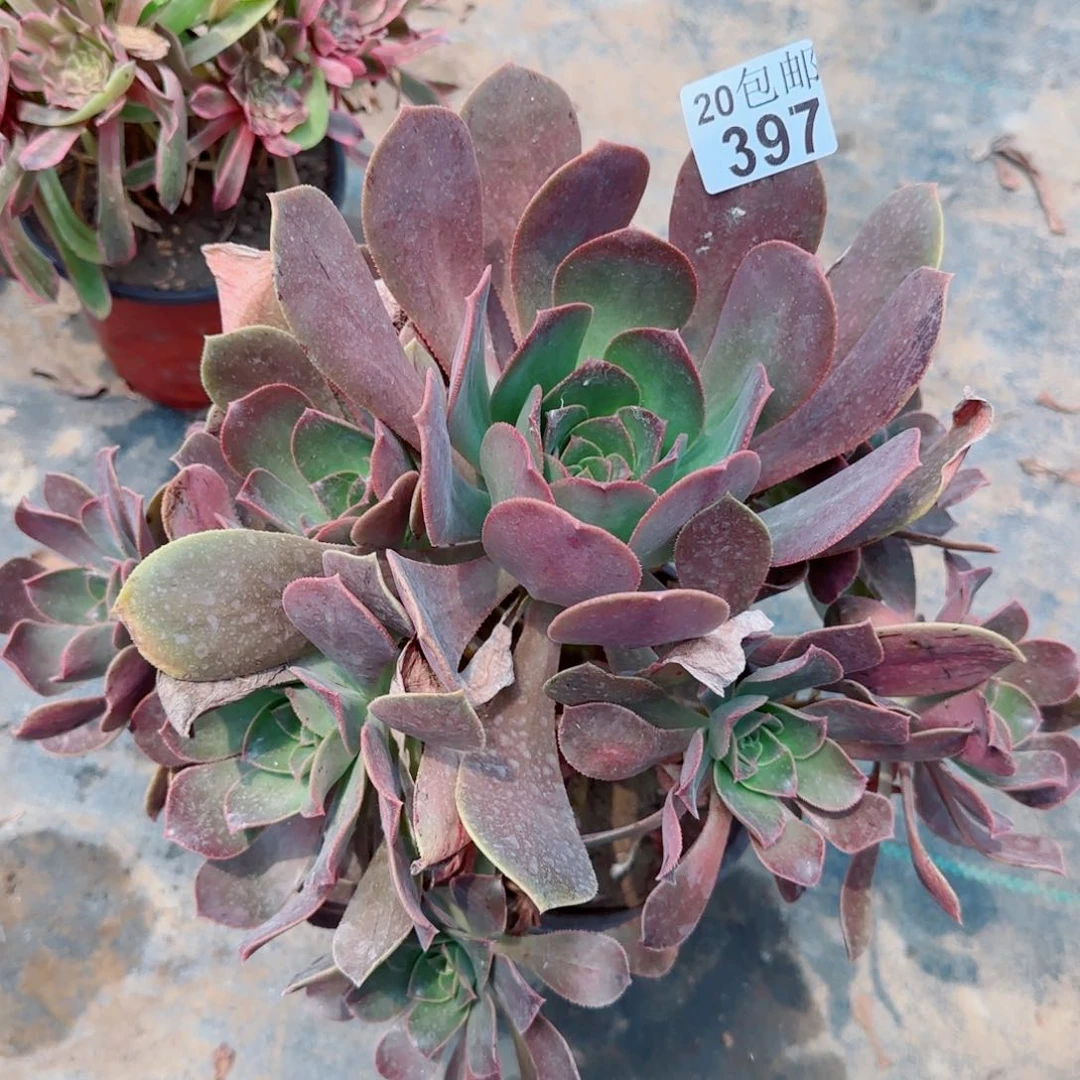 花前月下397满20包邮断枝不包