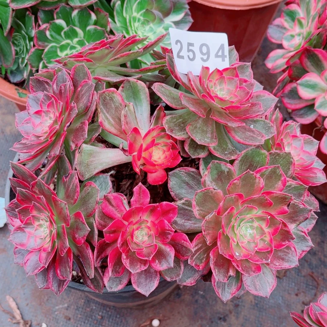 万花筒变异多肉发货