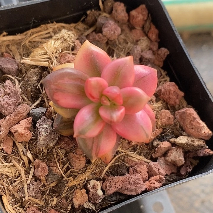 黑美人锦复轮多肉