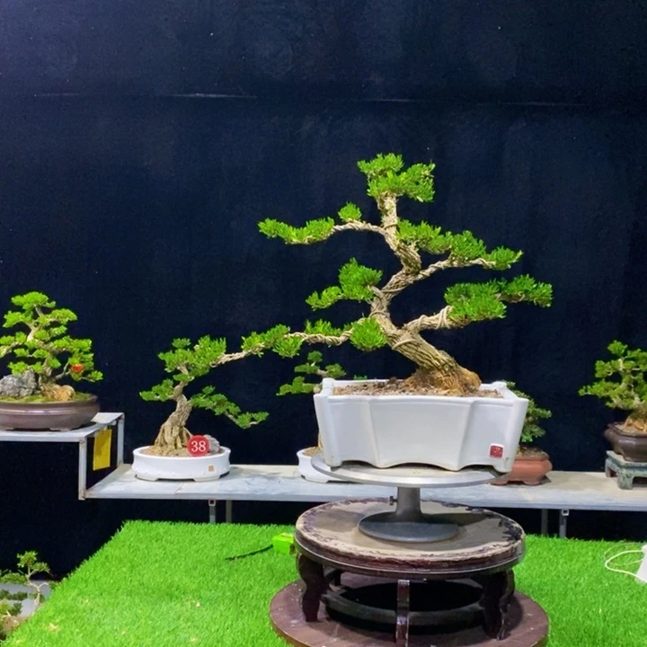 无花朵青*广东皱皮
