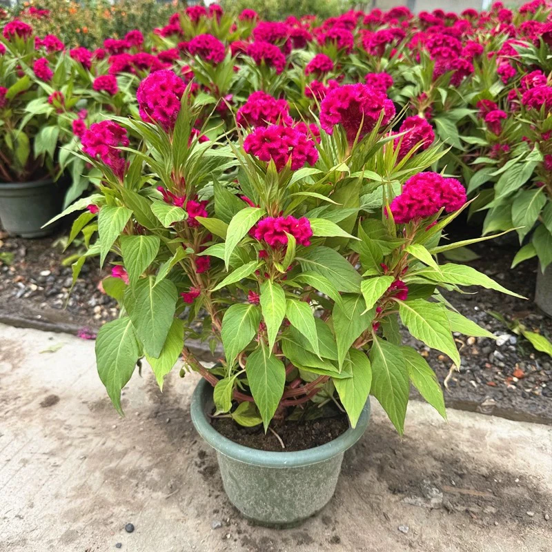 鸡冠花盆栽 室内阳台庭院花镜花卉 花期长 好养 耐热花卉夏季花