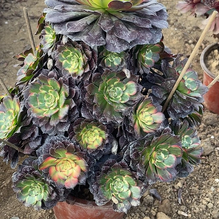 161烟花对肉植物的