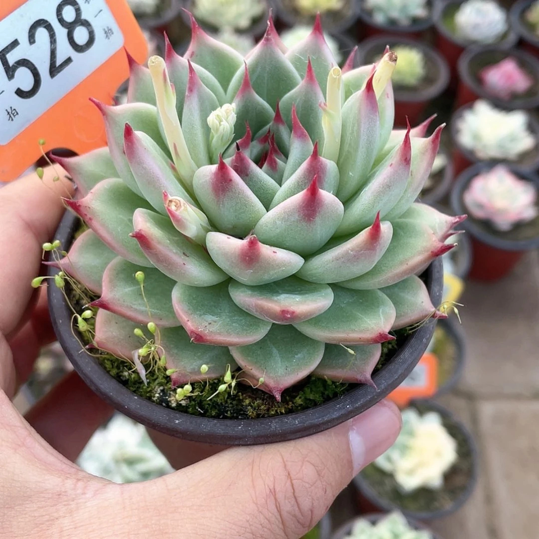 【闪购商品】语*528号