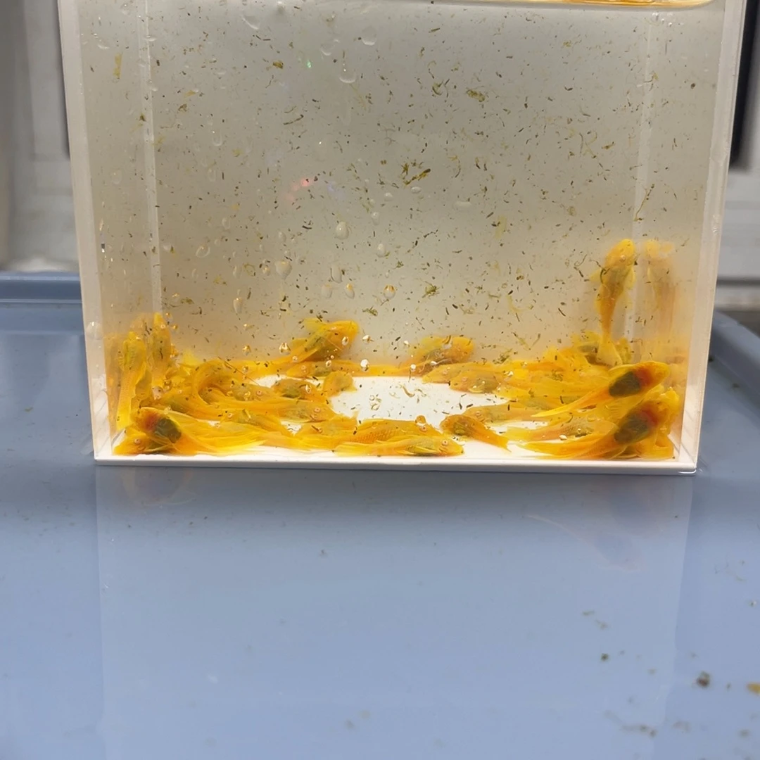 清道夫鱼24k小胡子50条开箱视频报损