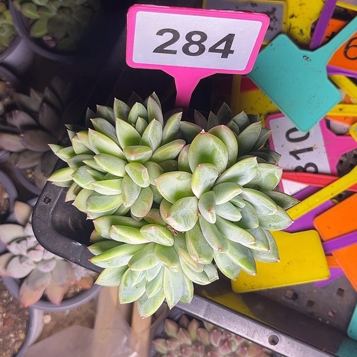 袁***儿多肉植物青禾群284