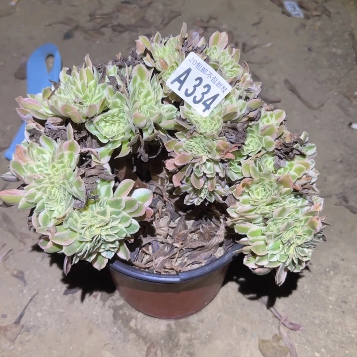 女巫缀！不包断枝……多肉植物的