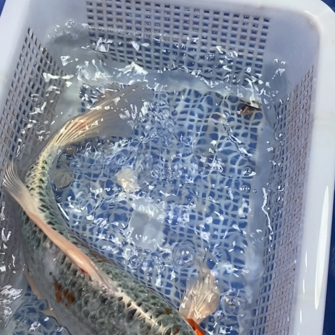 锦鲤冷水锦鲤包邮