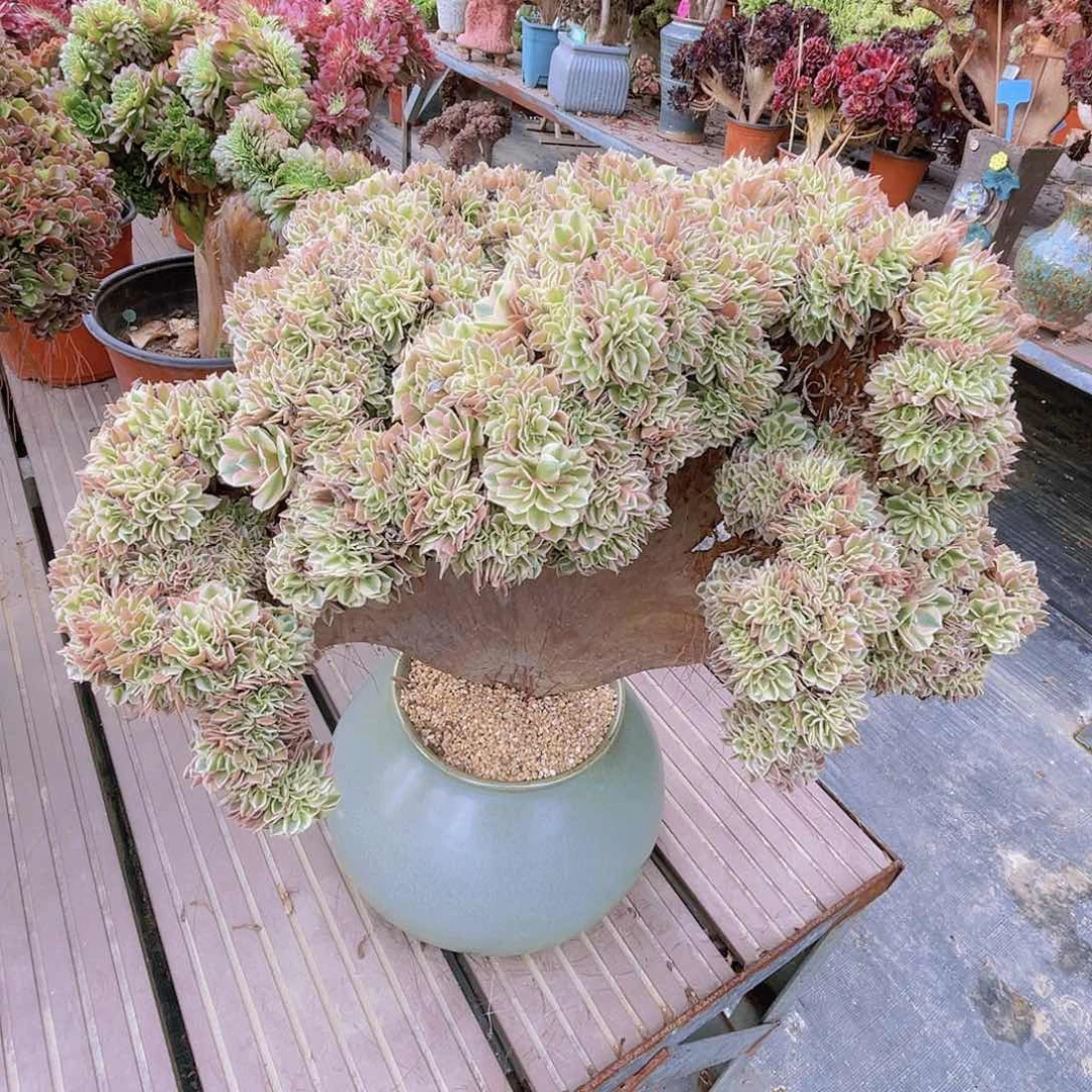 【闪购商品】无花朵粉女巫