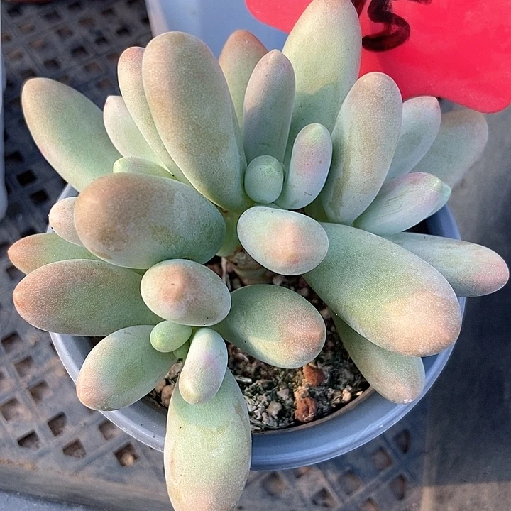 多肉植物糖果15多肉