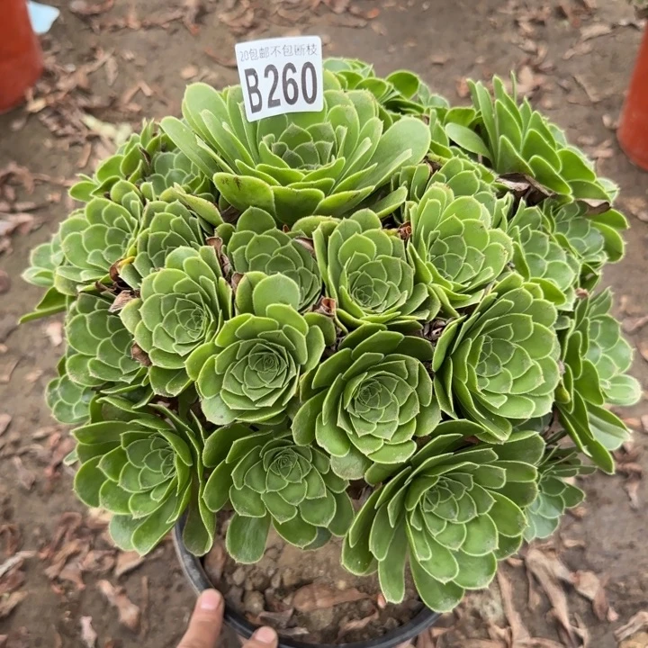 魅灵……多肉植物……