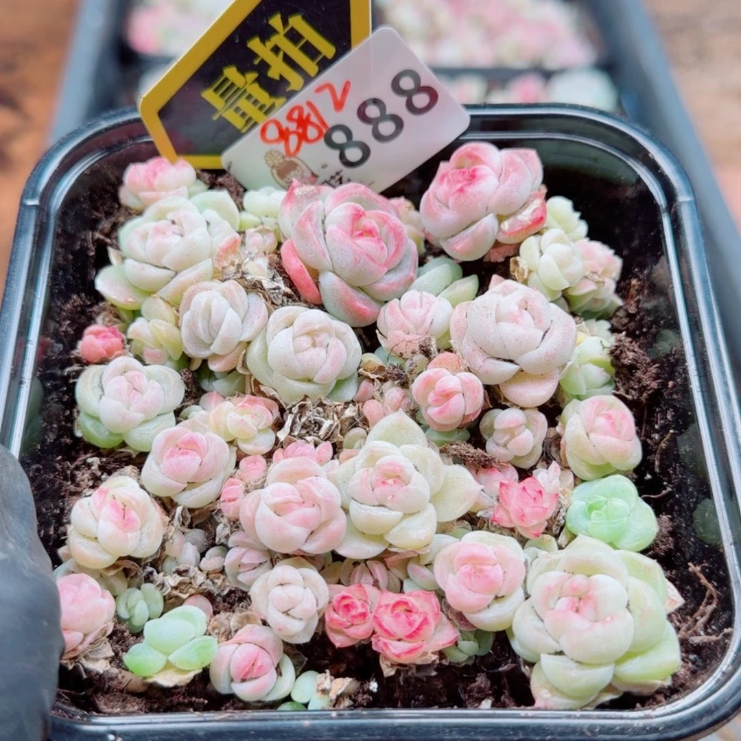 多肉植物多肉植物