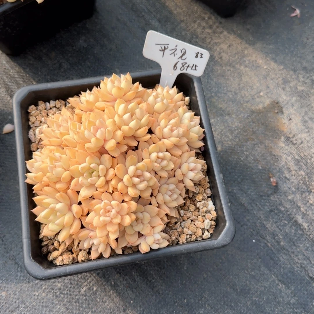 平*平试，璀璨，带盆