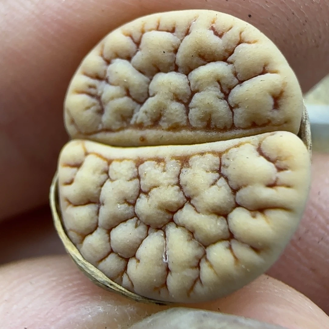 374 生石花大棚直播