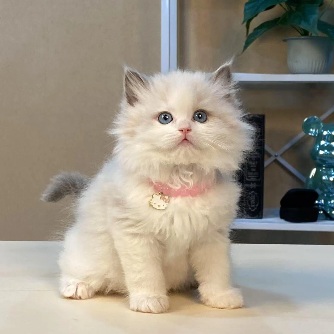 （领养猫咪送猫上门）猫咪（活体）布偶幼猫蓝眼睛双色布偶海双蓝双