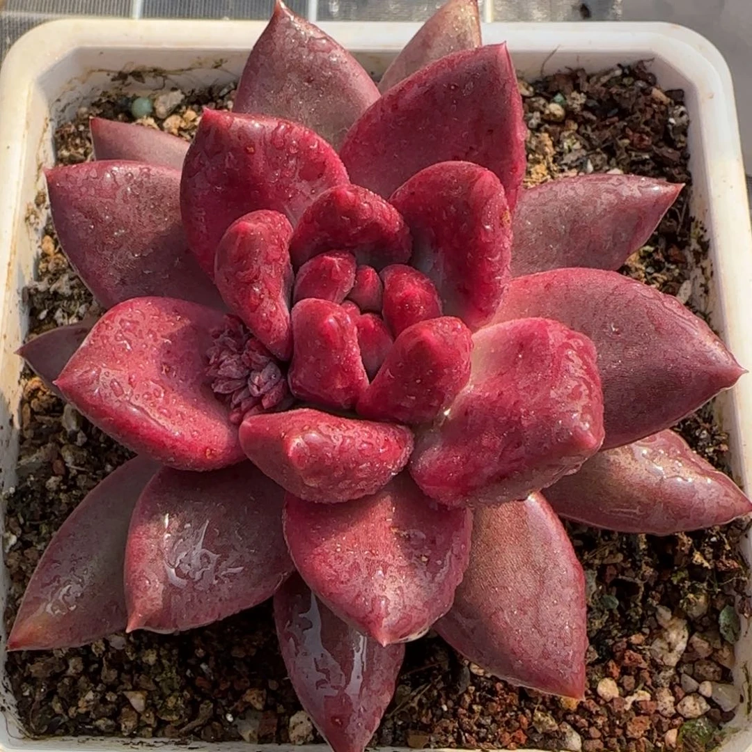 从前慢花园精选多肉迷雾泡泡