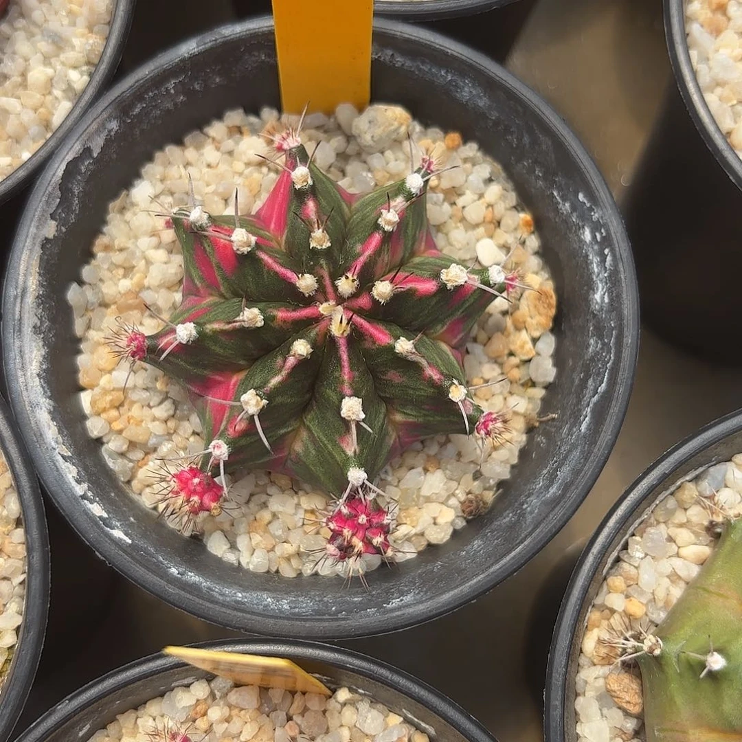 86-1002泰国发货多肉