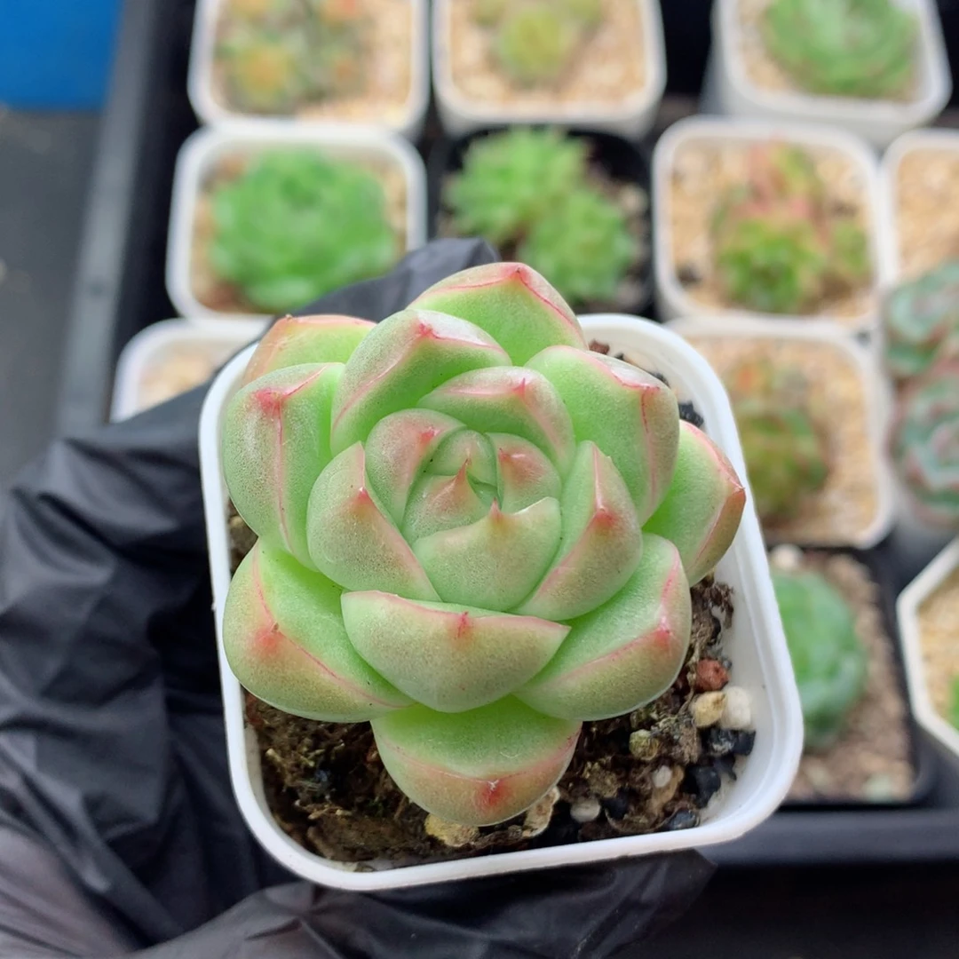 58包邮  群生不包整麦秆83
