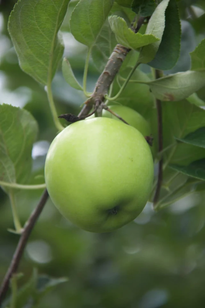 云南昭通青苹果（6斤装青香蕉）